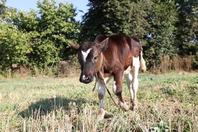 Photo of Beautiful calf grazing on grass in countryside