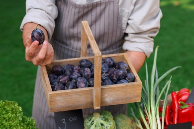 Photo of Farmer with basket of plums near stall with different fresh vegetables at market, closeup