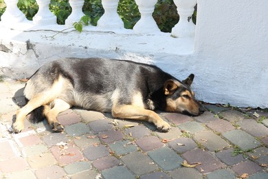 Photo of Cute stray dog on city street. Homeless pet