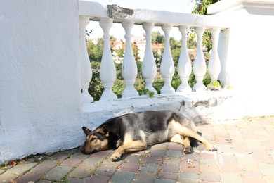 Photo of Cute stray dog on city street. Homeless pet