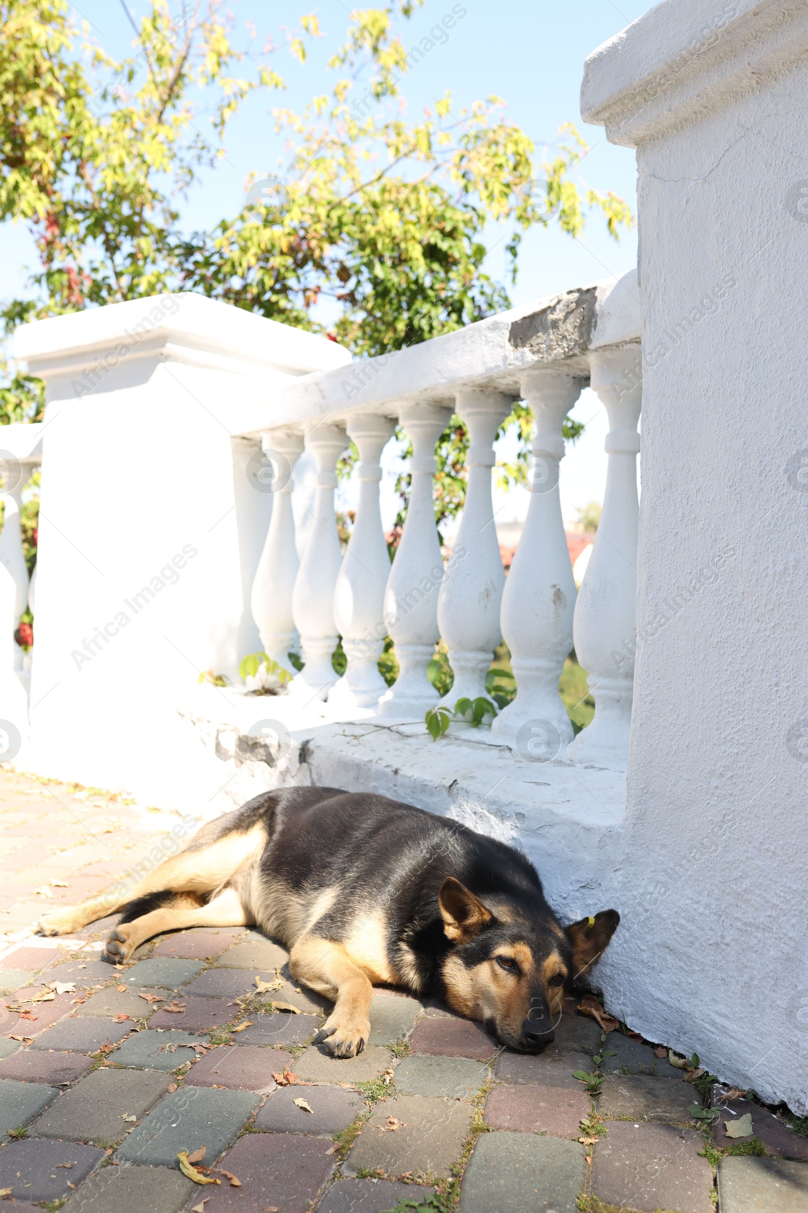 Photo of Cute stray dog on city street. Homeless pet
