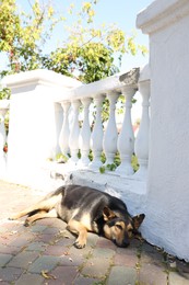 Photo of Cute stray dog on city street. Homeless pet