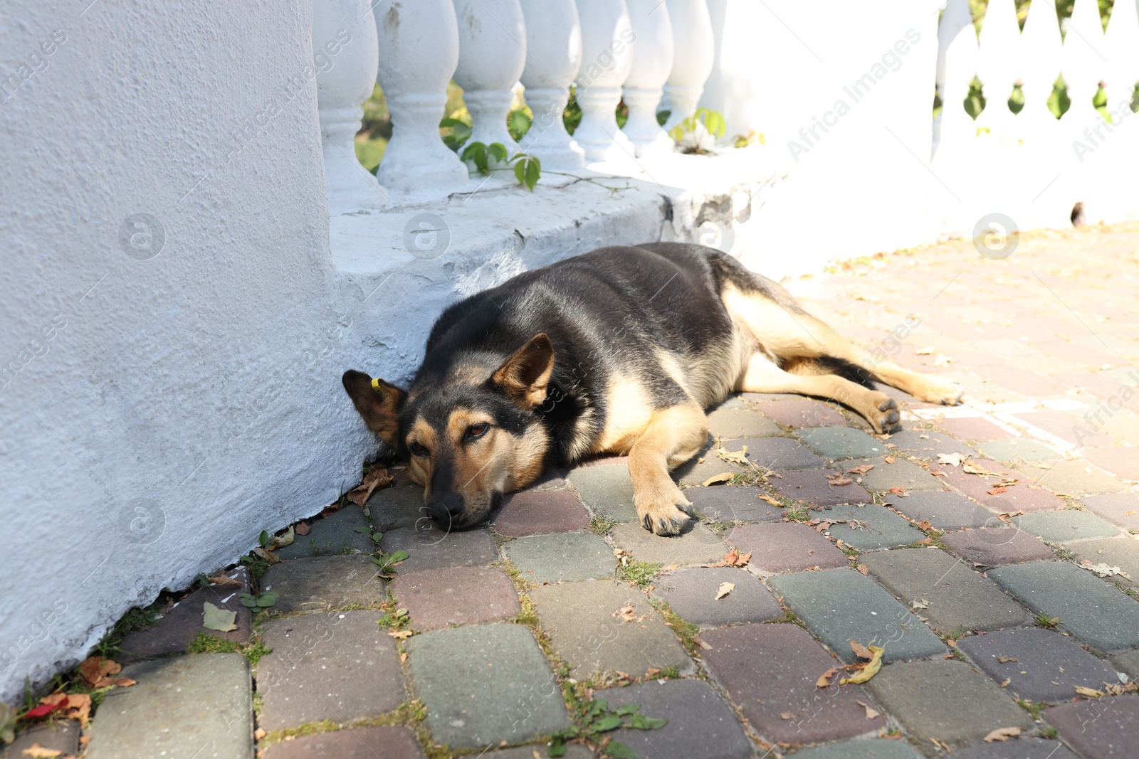 Photo of Cute stray dog on city street. Homeless pet