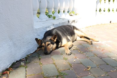 Photo of Cute stray dog on city street. Homeless pet