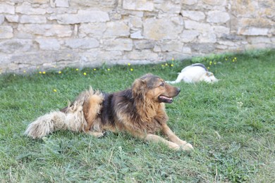 Photo of Cute stray dog on green grass outdoors. Homeless pet