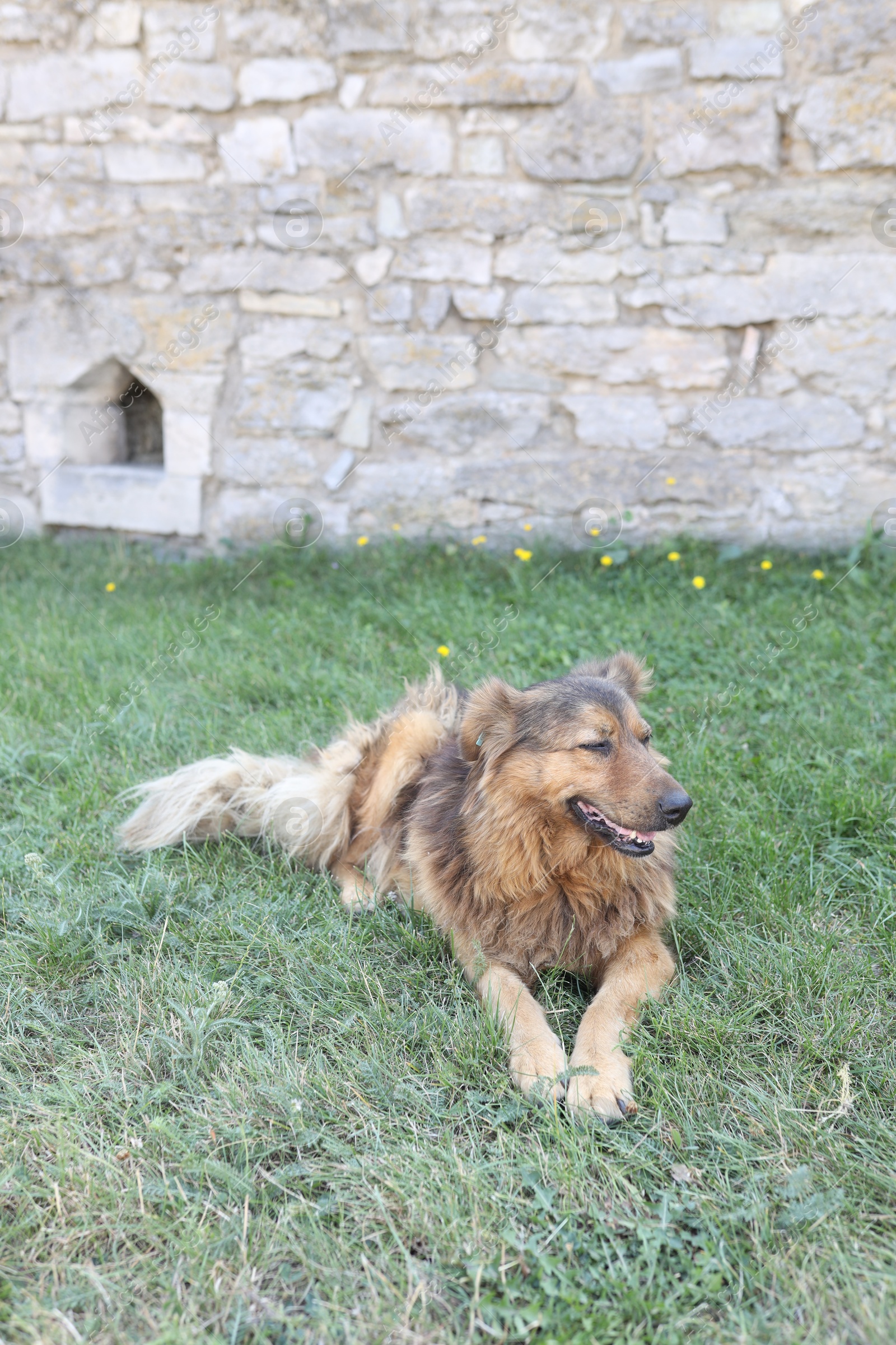 Photo of Cute stray dog on green grass outdoors. Homeless pet