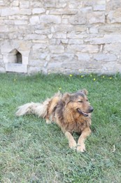 Photo of Cute stray dog on green grass outdoors. Homeless pet