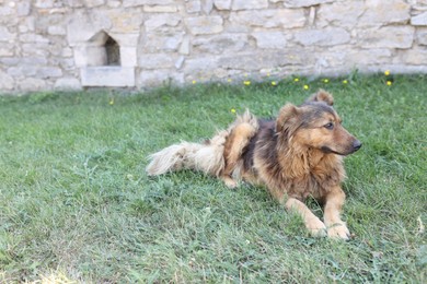 Photo of Cute stray dog on green grass outdoors, space for text. Homeless pet