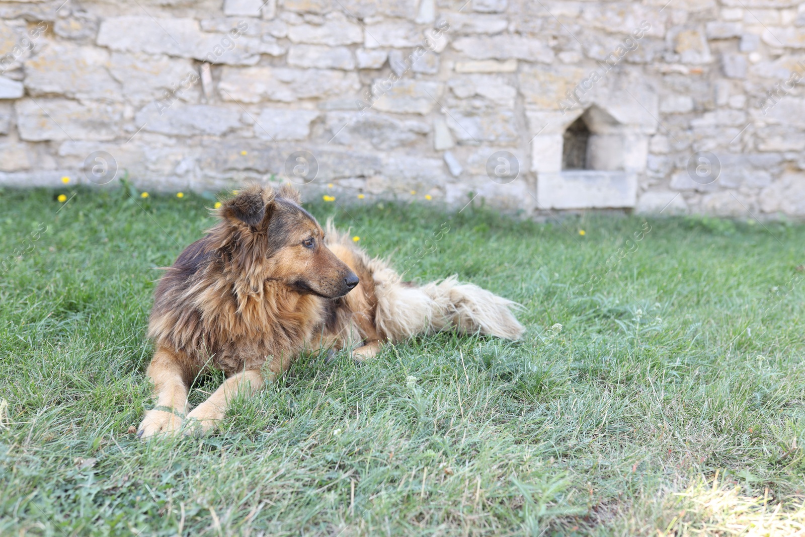 Photo of Cute stray dog on green grass outdoors, space for text. Homeless pet