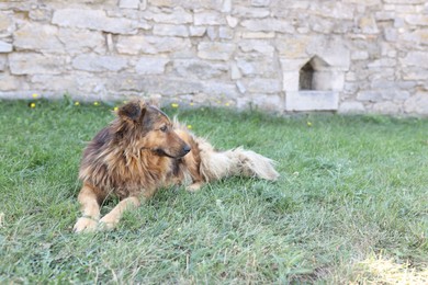 Photo of Cute stray dog on green grass outdoors, space for text. Homeless pet