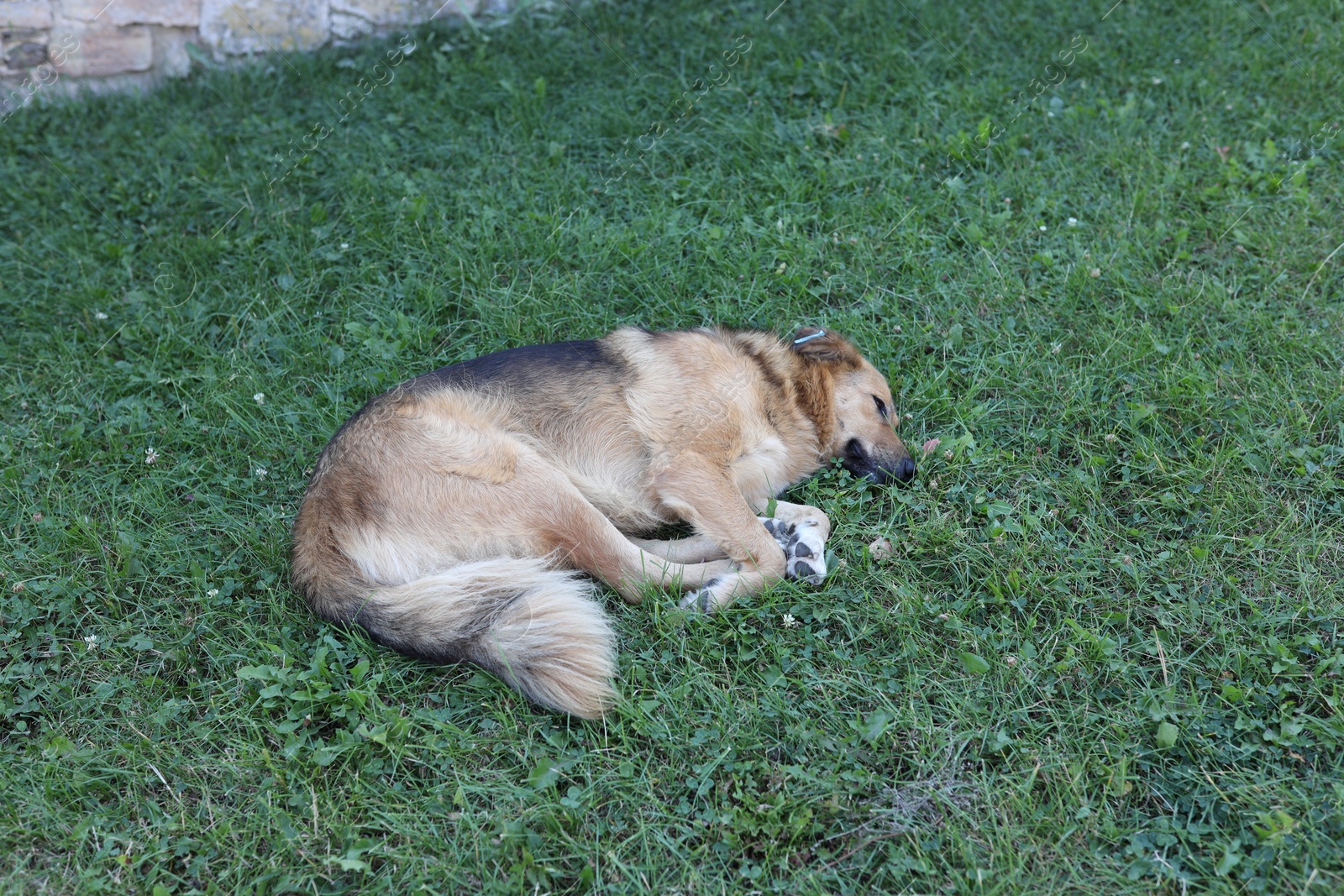 Photo of Cute stray dog on green grass outdoors. Homeless pet