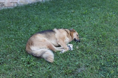 Photo of Cute stray dog on green grass outdoors. Homeless pet