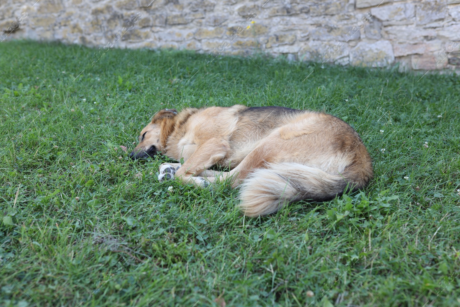 Photo of Cute stray dog on green grass outdoors. Homeless pet