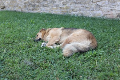 Photo of Cute stray dog on green grass outdoors. Homeless pet