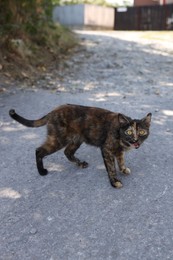 Photo of Cute stray cat on street. Homeless pet