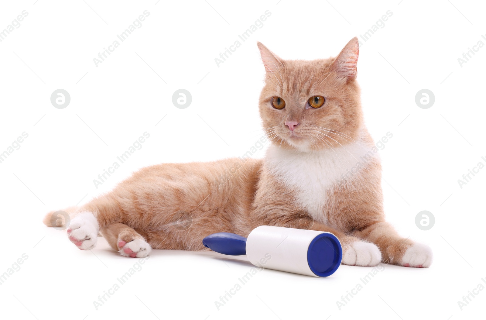Photo of Cute cat and lint roller on white background
