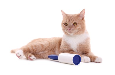 Photo of Cute cat and lint roller on white background