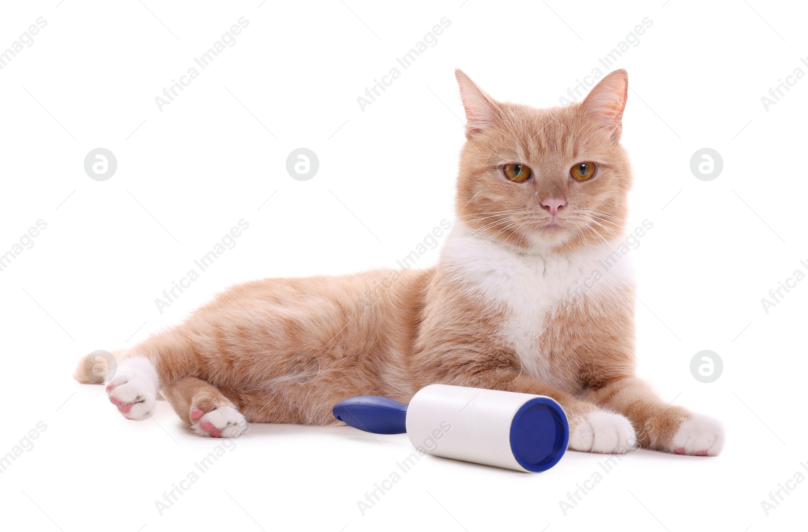 Photo of Cute cat and lint roller on white background