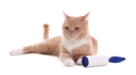 Photo of Cute cat and lint roller on white background