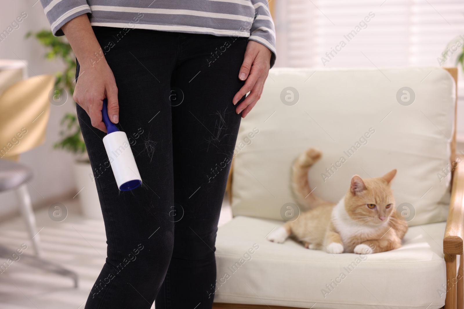 Photo of Woman with lint roller removing pet's hair from pants and her cat on armchair at home, closeup