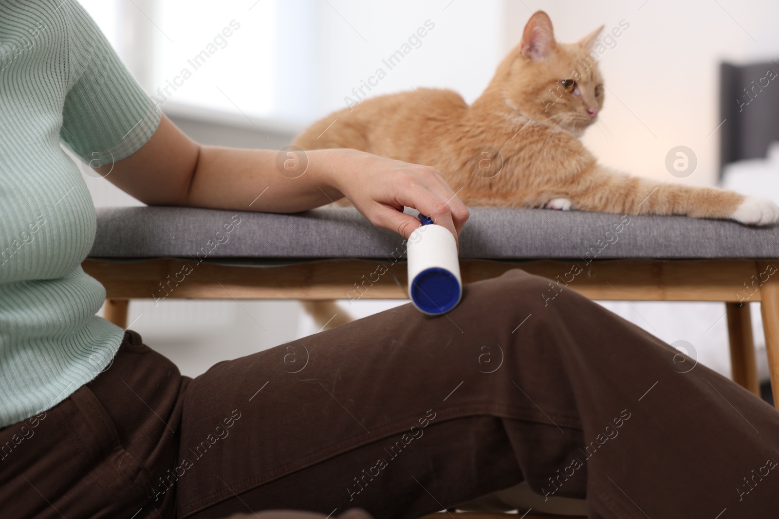 Photo of Woman with lint roller removing pet's hair from pants and her cat on bench at home, closeup