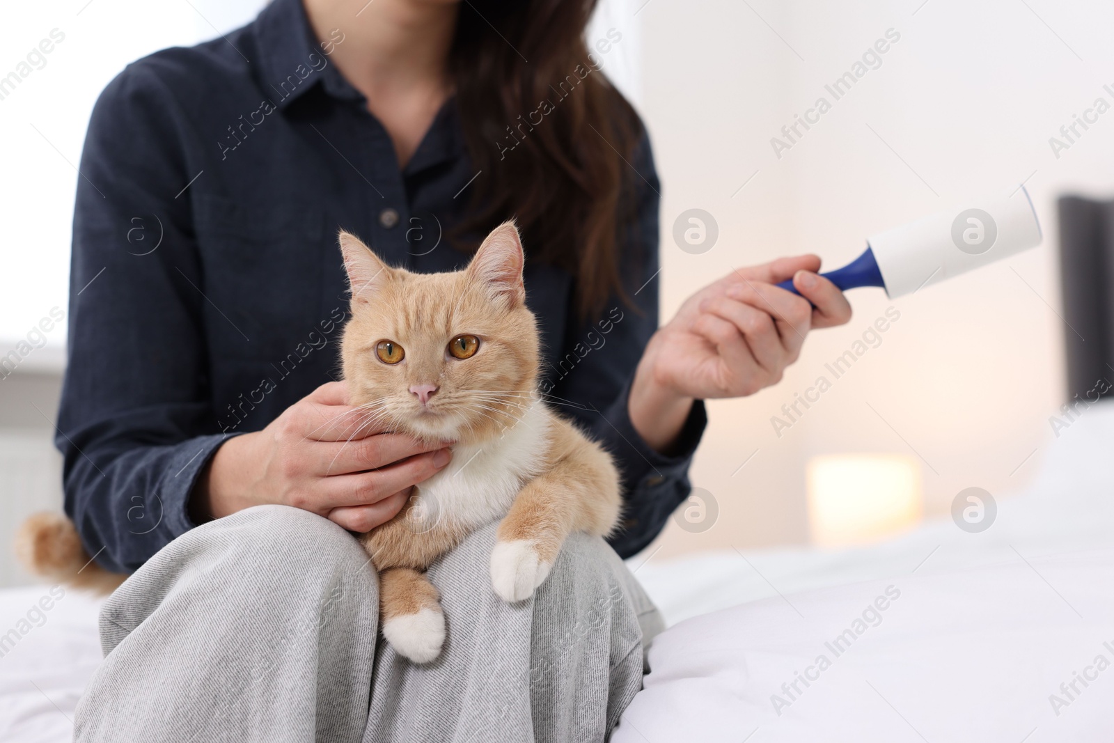 Photo of Woman with lint roller and her cat on bed at home, closeup