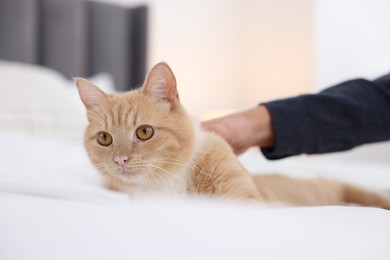 Photo of Woman stroking her cat on bed at home, closeup