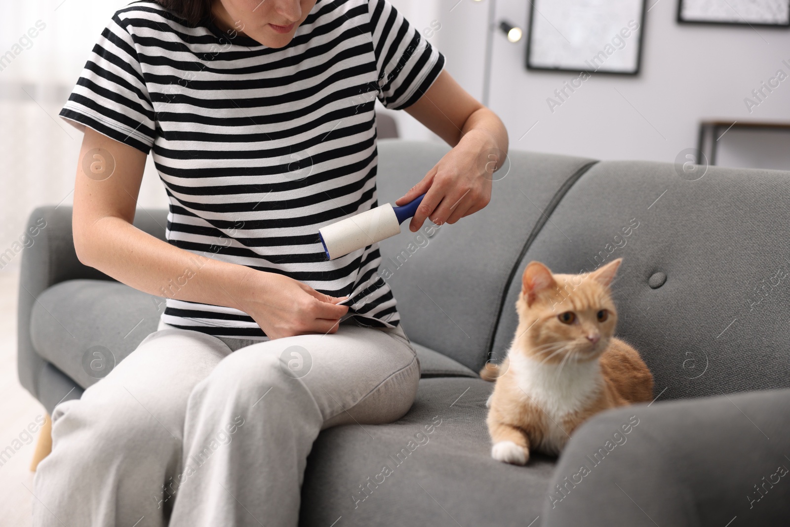 Photo of Woman with lint roller removing pet's hair from clothes and her cat on sofa at home, closeup