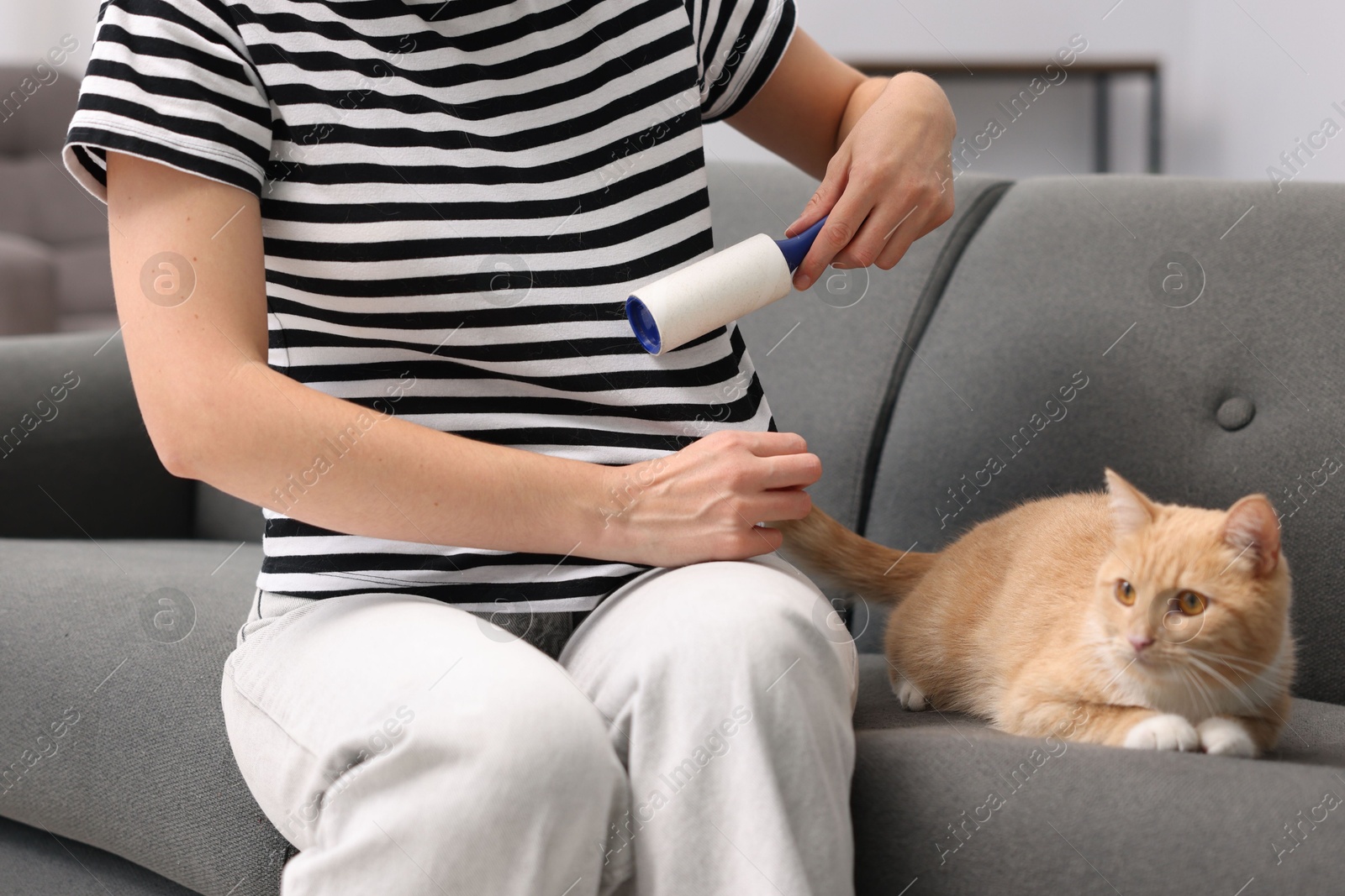 Photo of Woman with lint roller removing pet's hair from clothes and her cat on sofa at home, closeup