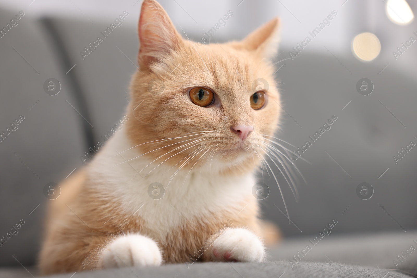 Photo of Cute cat on grey sofa at home, closeup