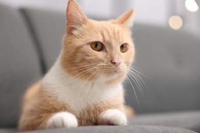 Photo of Cute cat on grey sofa at home, closeup