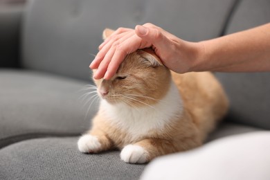 Photo of Woman stroking her cat on grey sofa, closeup