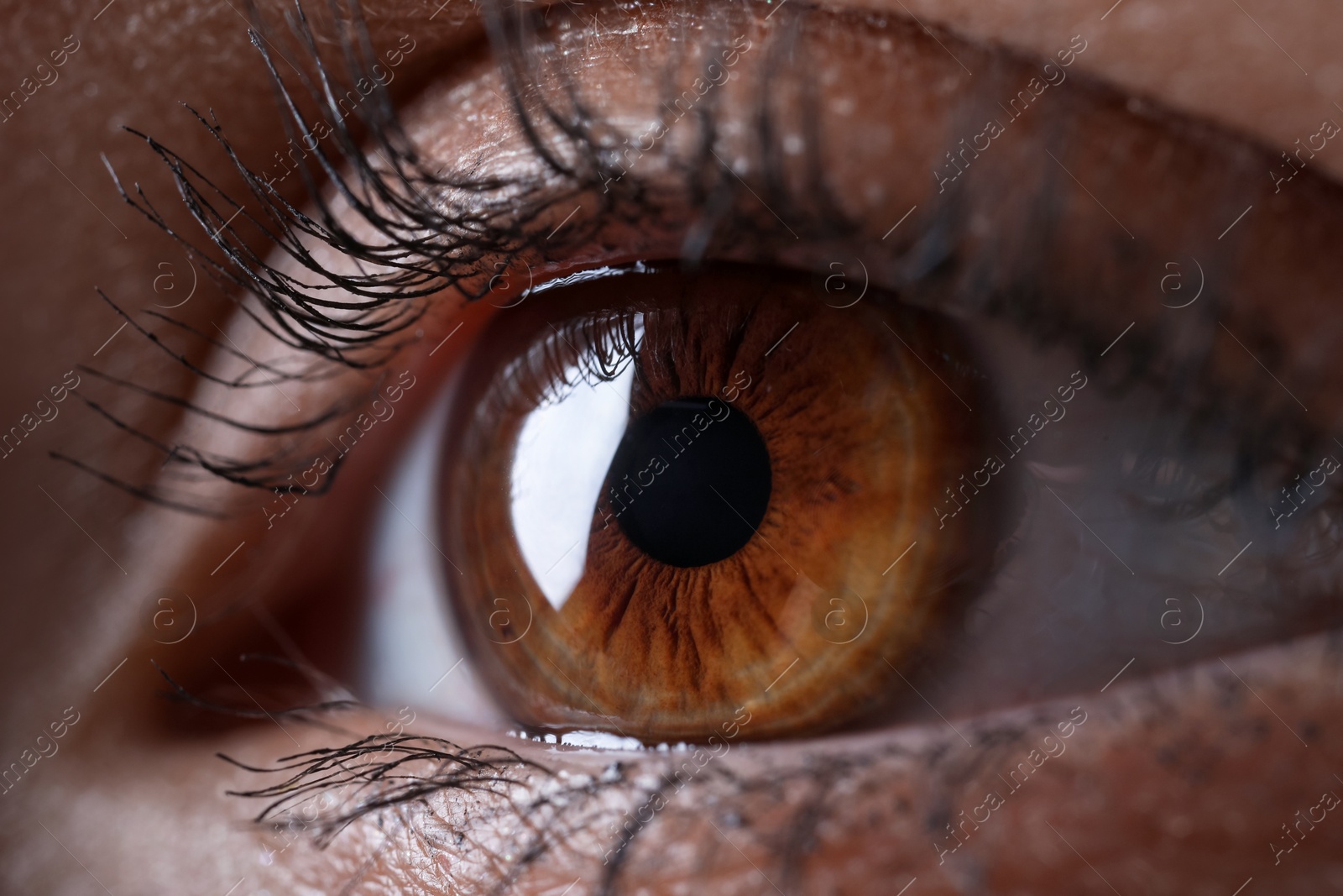 Photo of Macro view of woman with beautiful eyes, closeup