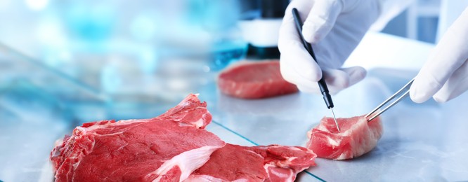 Image of Food analysis. Laboratory worker examining quality of fresh meat