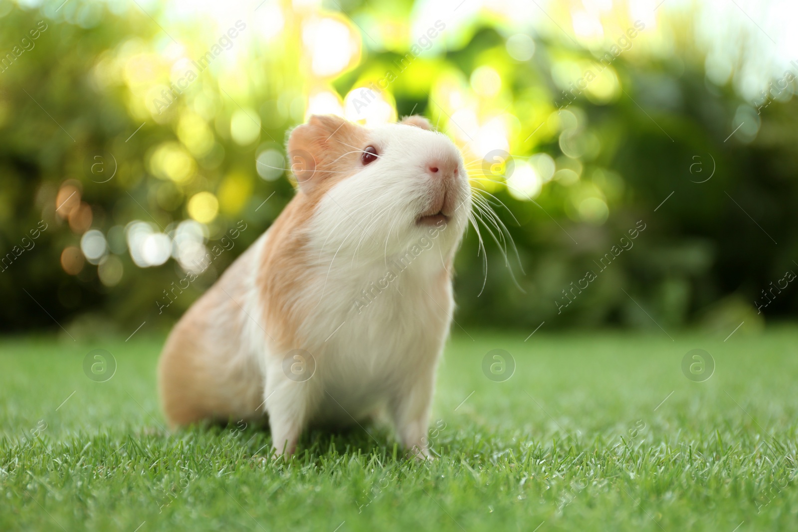 Photo of Cute guinea pig on green grass in park