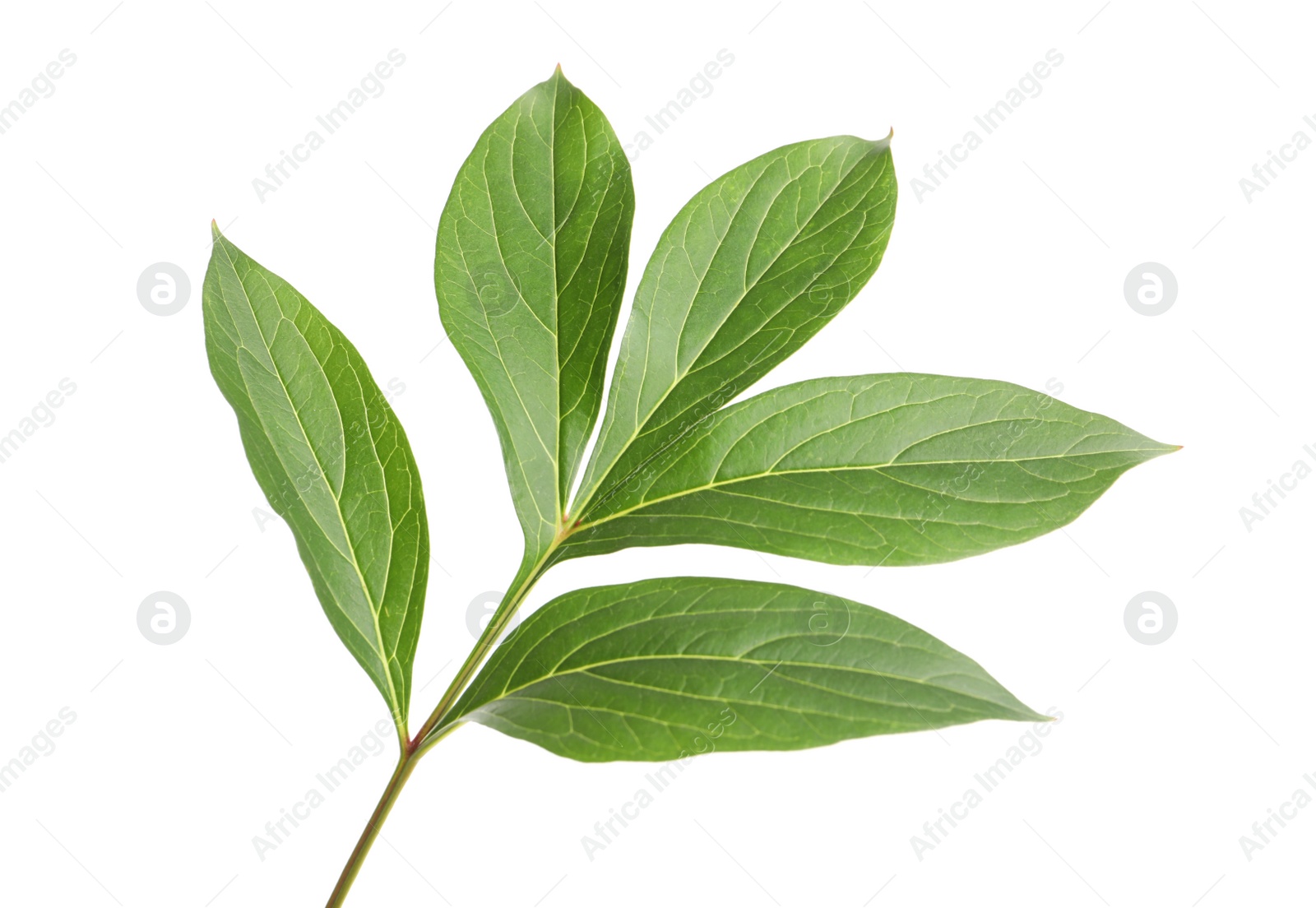 Photo of Fresh green peony leaves isolated on white