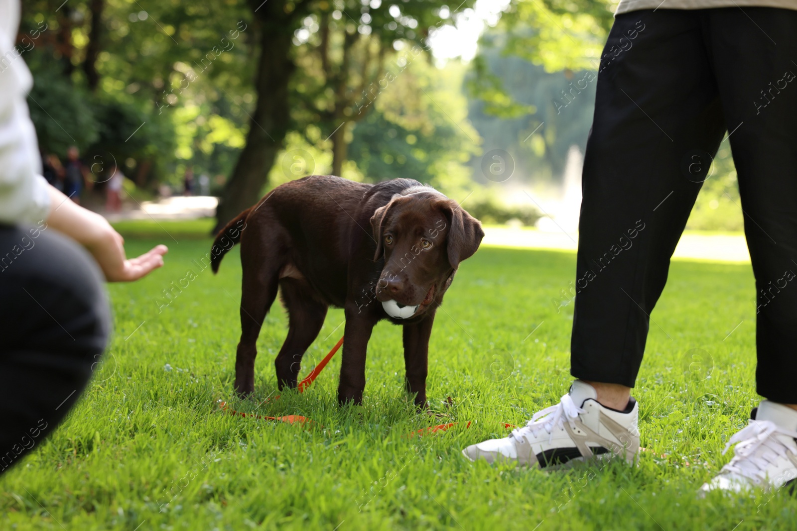 Photo of Couple spending time with adorable Labrador Retriever dog in park