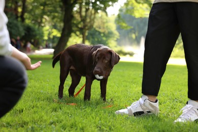 Photo of Couple spending time with adorable Labrador Retriever dog in park