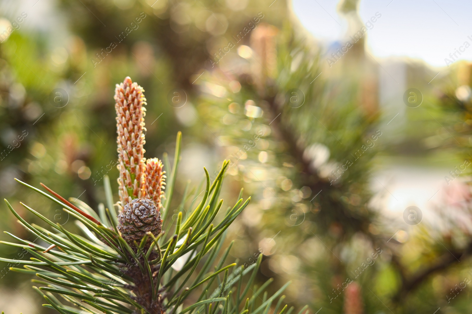 Photo of Pine tree with blossoms outdoors on spring day, closeup. Space for text