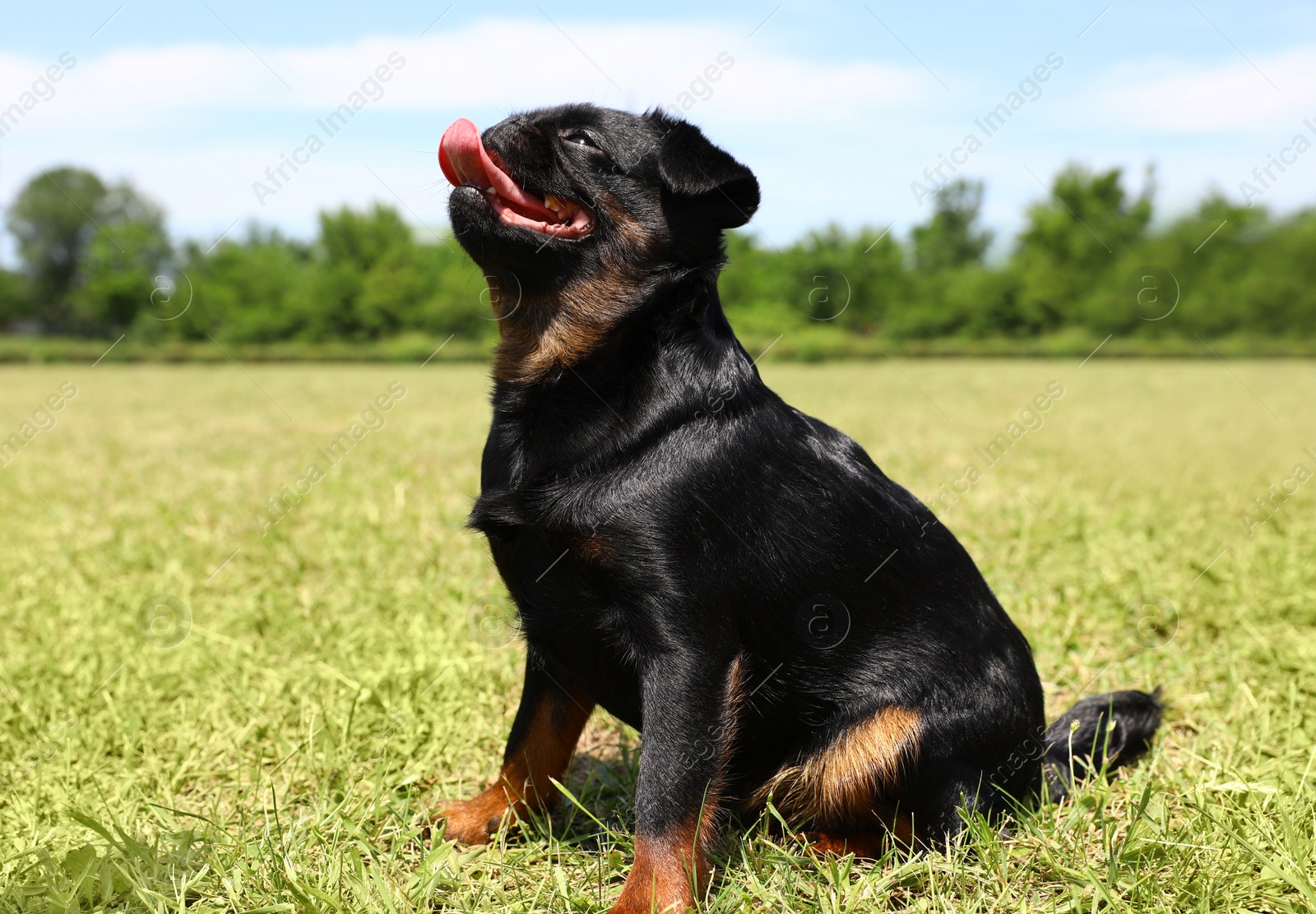 Photo of Cute funny black Petit Brabancon on green grass at dog show