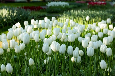 Photo of Many beautiful white tulip flowers growing outdoors. Spring season