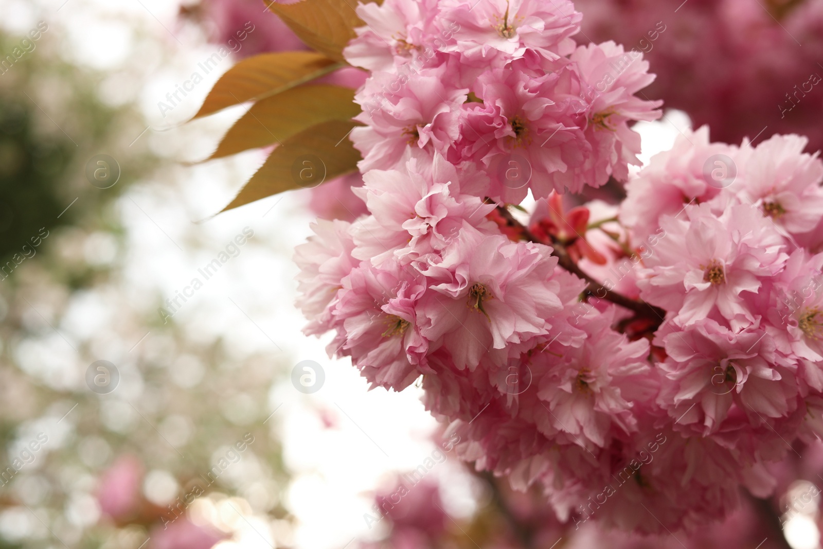 Photo of Beautiful pink sakura blossom on spring day, closeup. Space for text
