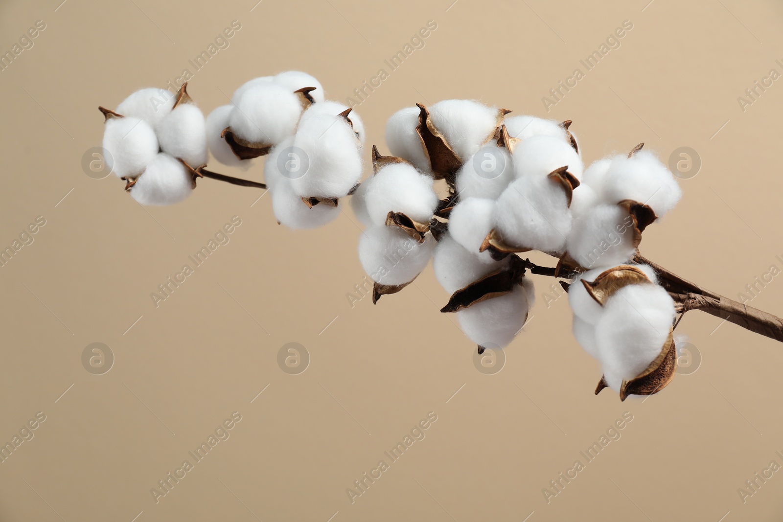 Photo of Beautiful cotton branch with fluffy flowers on beige background