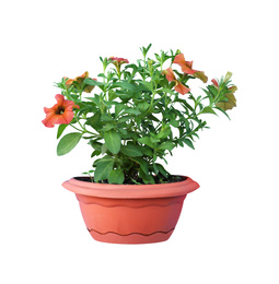 Beautiful petunia flowers in pot on white background 