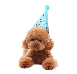 Image of Cute dog with party hat on white background