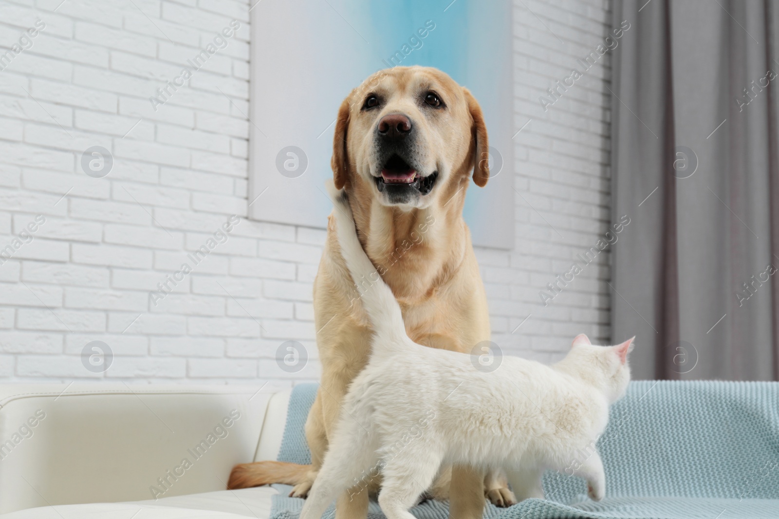 Photo of Adorable dog and cat together on sofa indoors. Friends forever