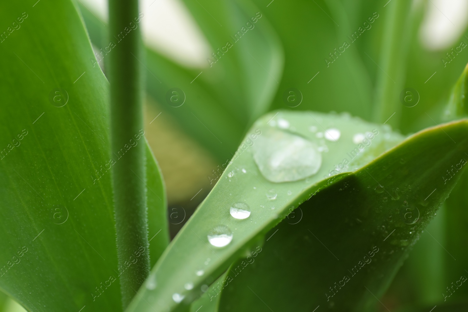 Photo of Plant with rain drops on leaves outdoors, closeup view