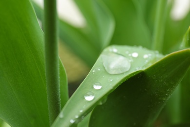 Plant with rain drops on leaves outdoors, closeup view