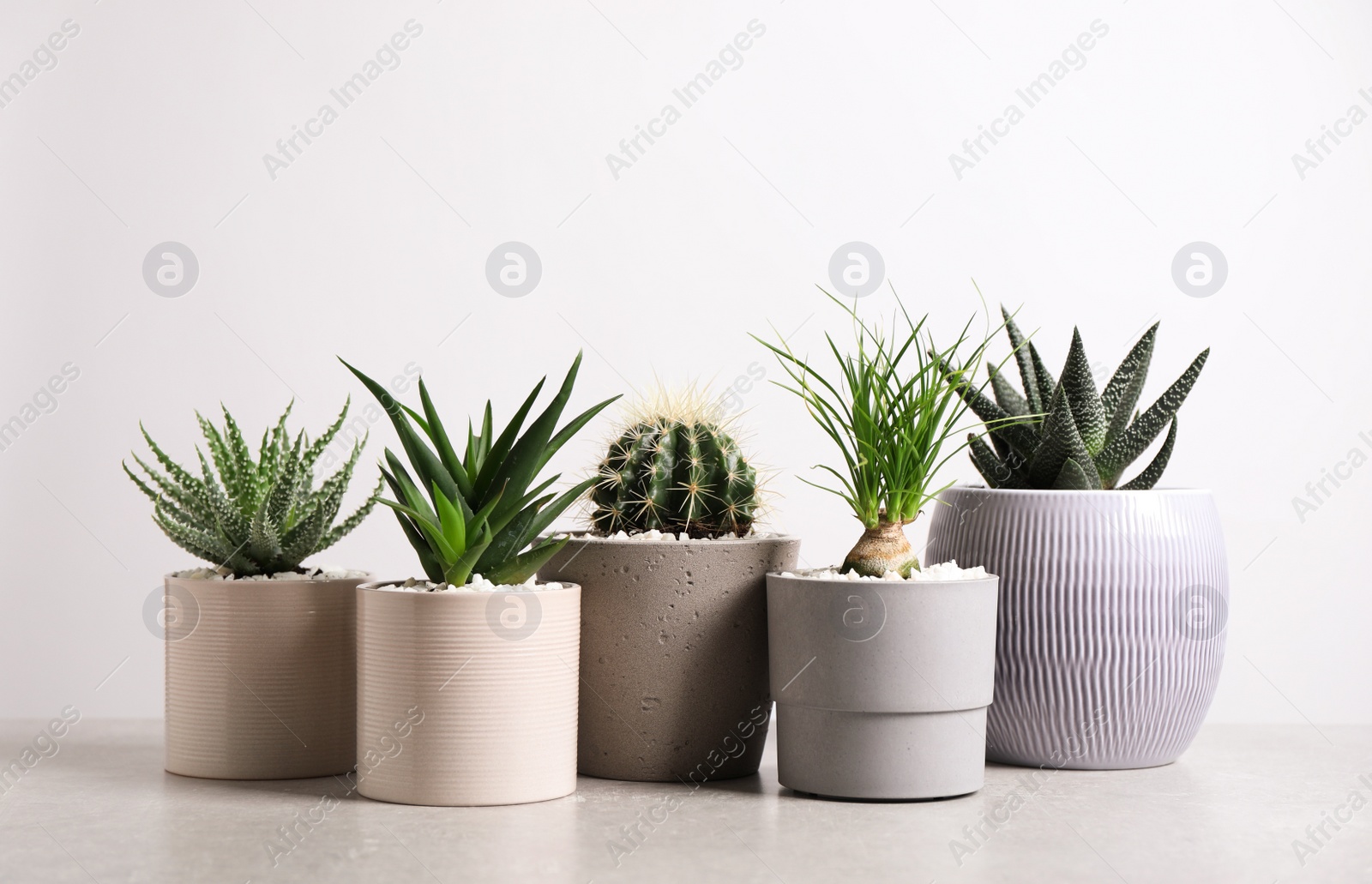 Photo of Different house plants in pots on grey table against white background