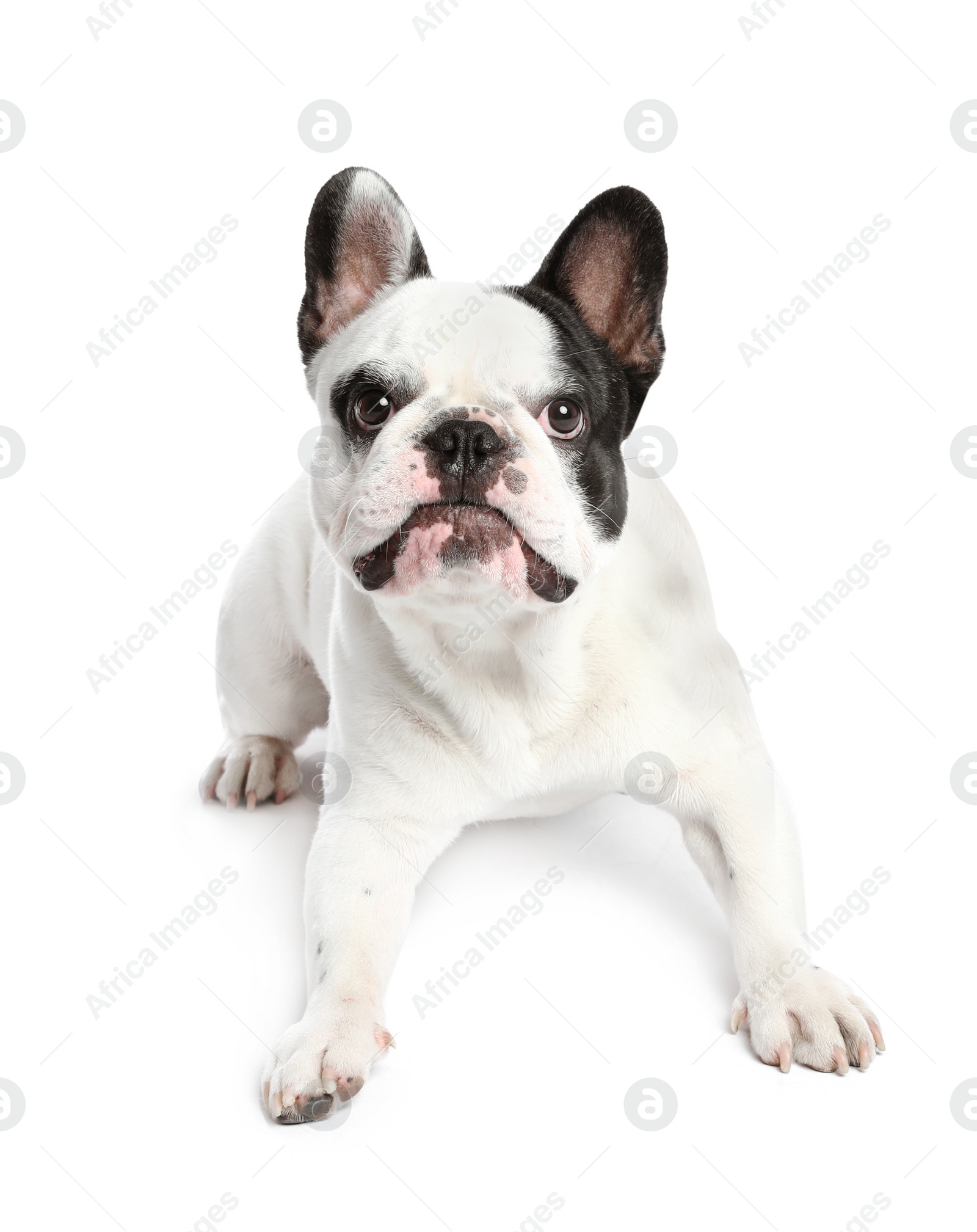 Photo of French bulldog on white background. Adorable pet